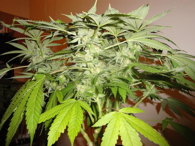 Chop june 10 324