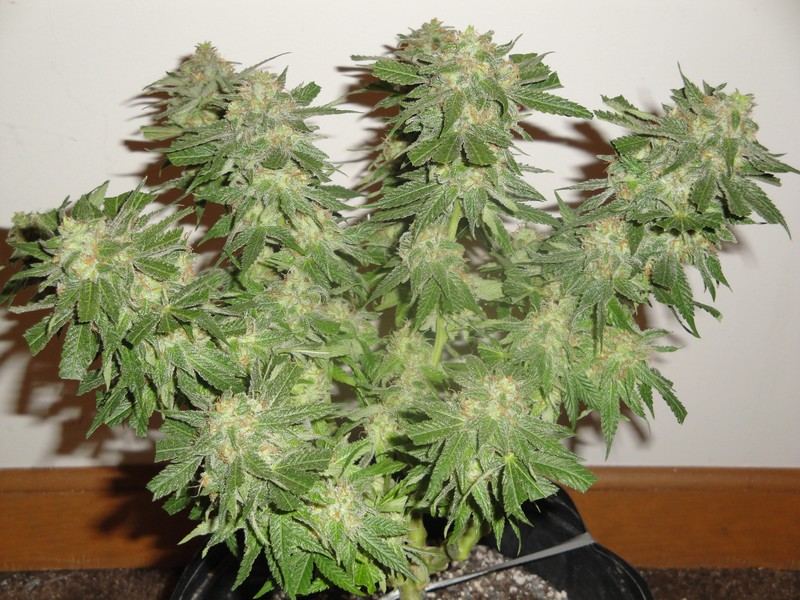 Chop june 10 336