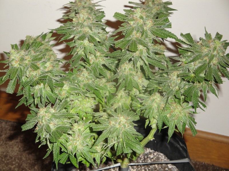 Chop june 10 339