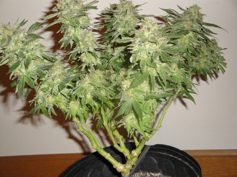 Chop june 10 341