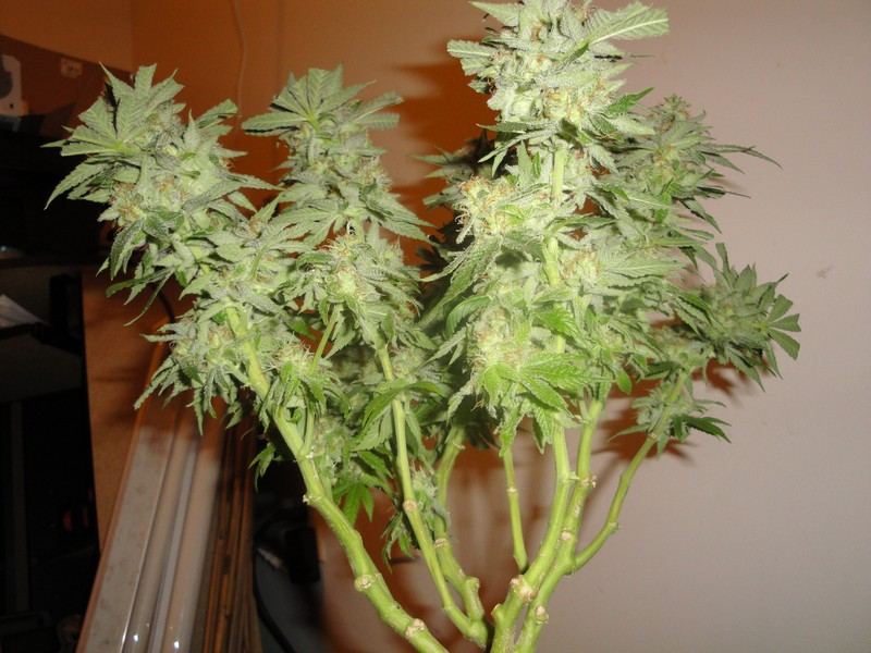 Chop june 10 342