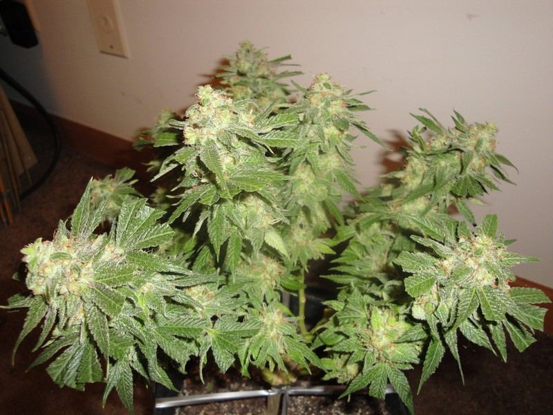 Chop june 10 346