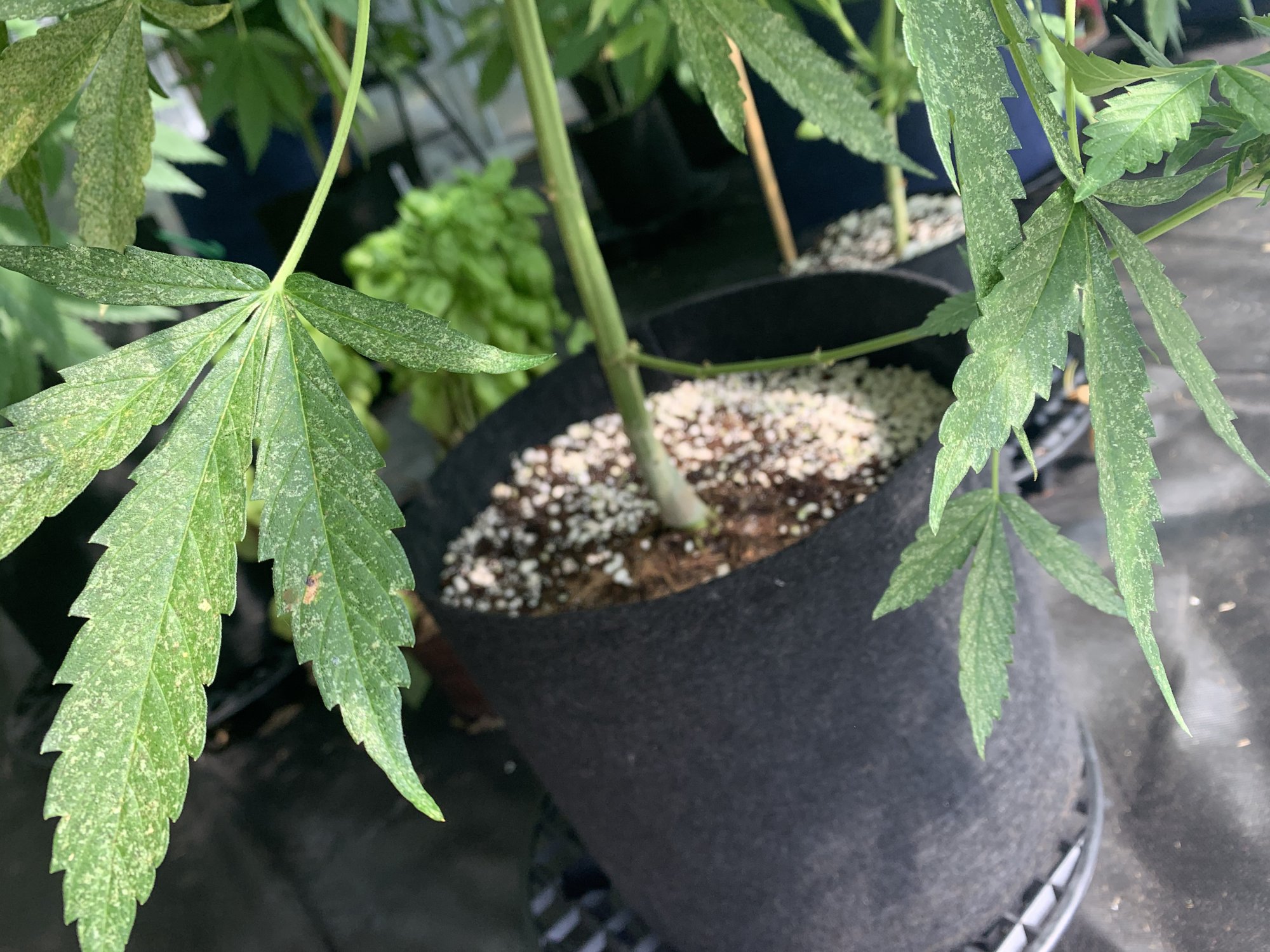 Chop or keep damaged leaves from pests
