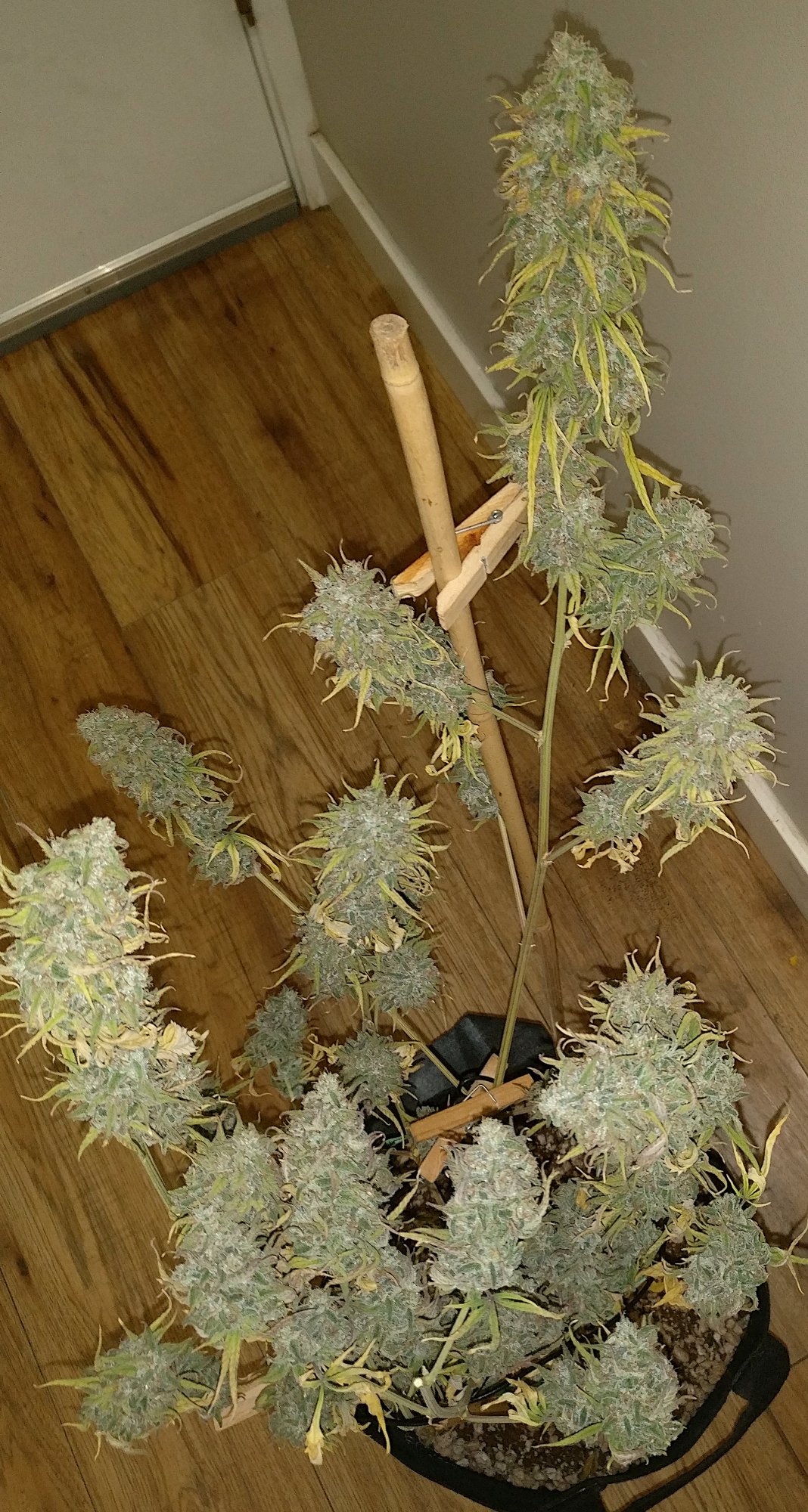 Chop1