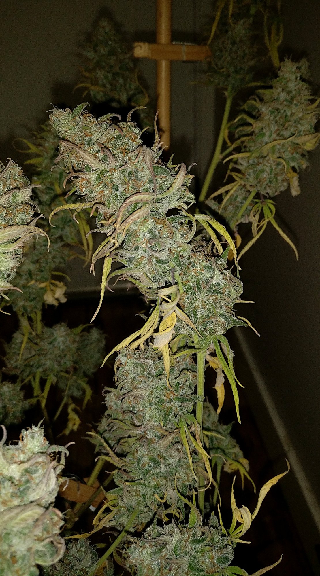 Chop2