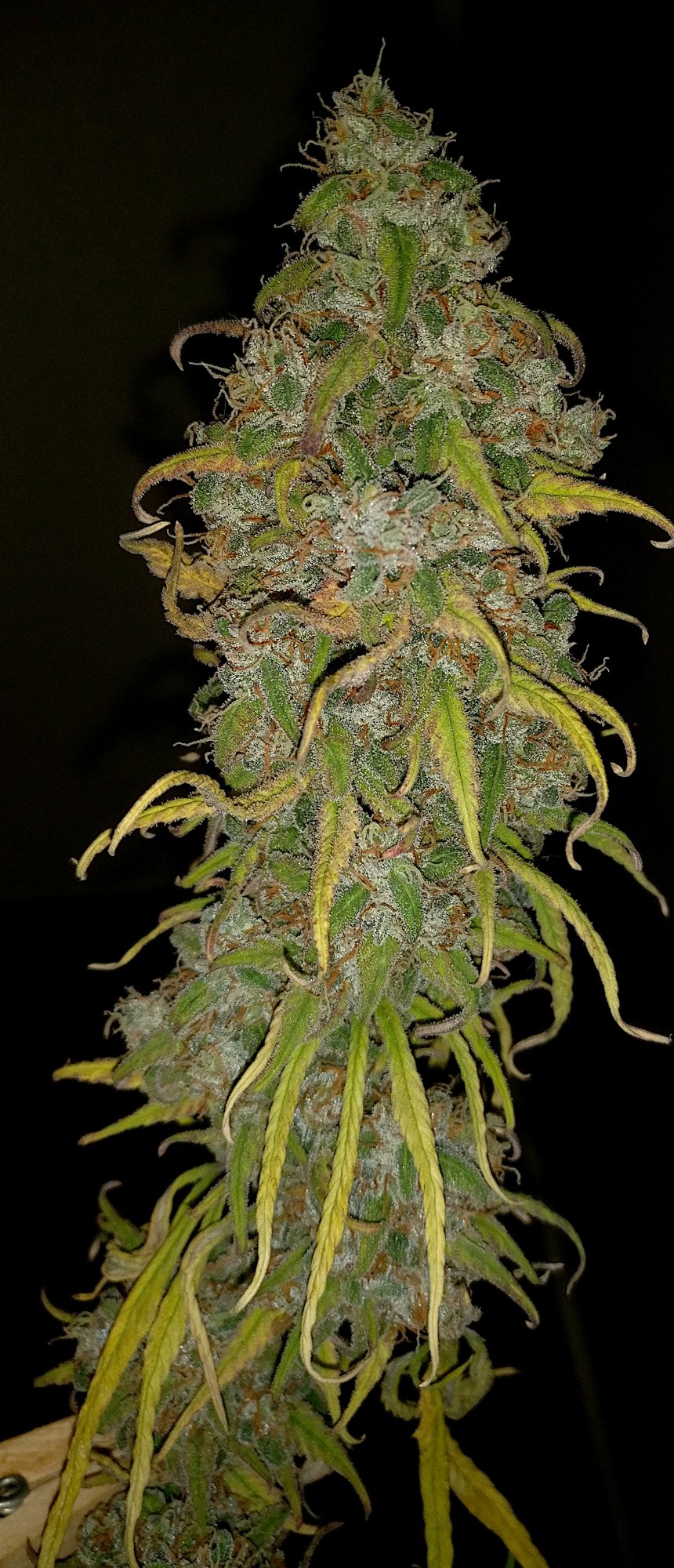 Chop3