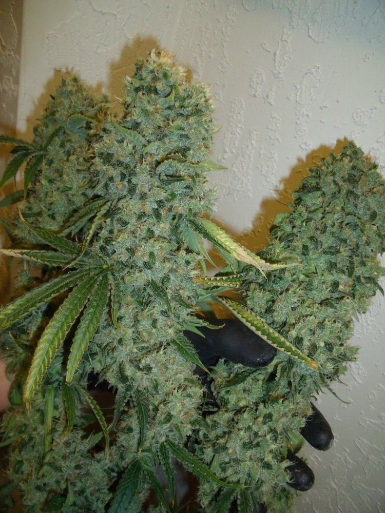 Chop4