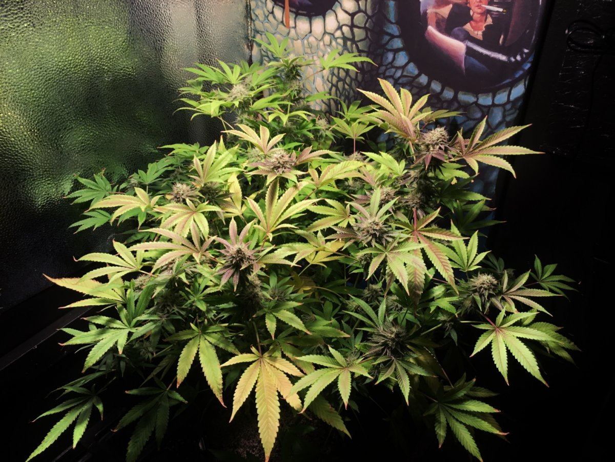 Chps test pic