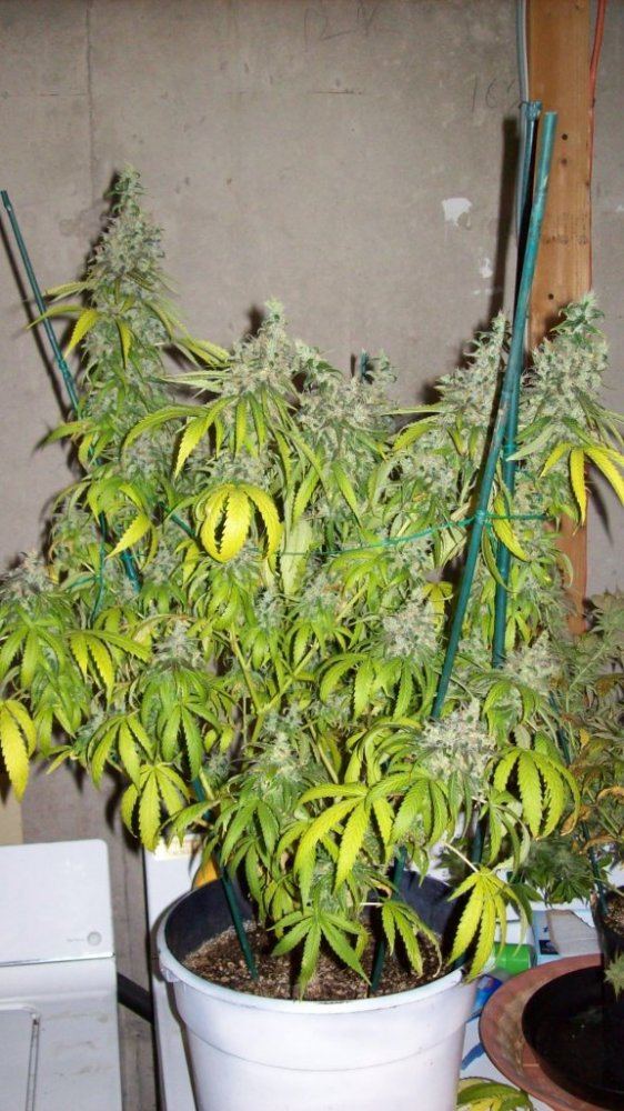 Christmas chop 003