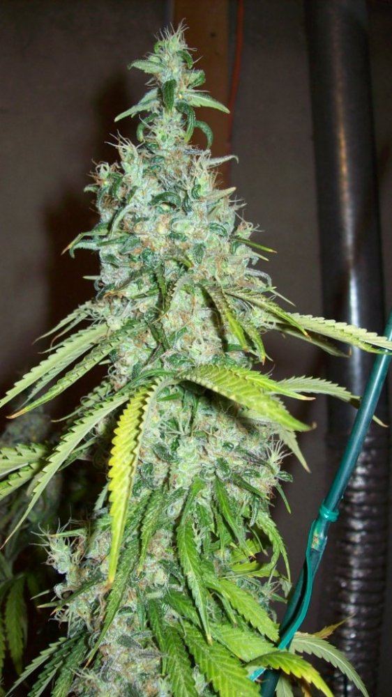 Christmas chop 004