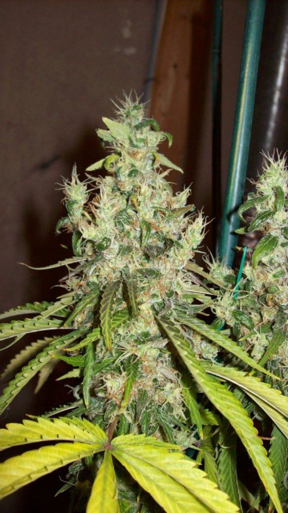 Christmas chop 005