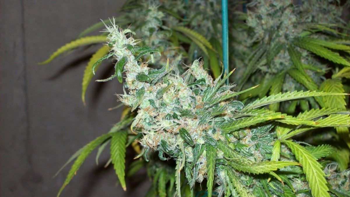 Christmas chop 006