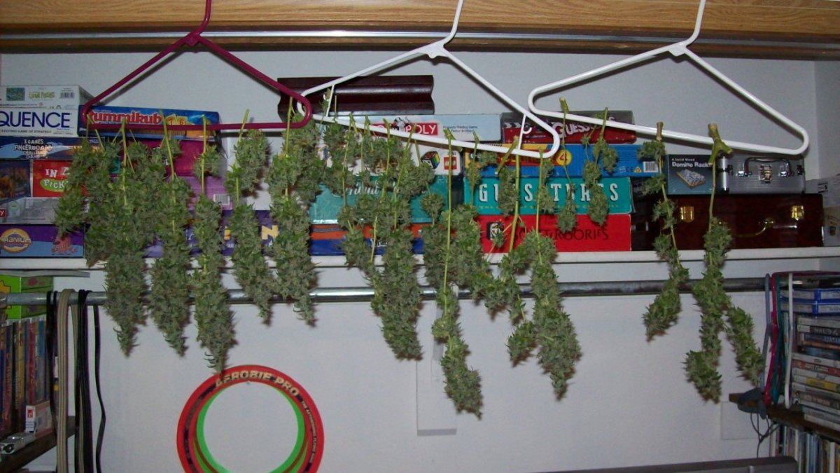 Christmas chop 011
