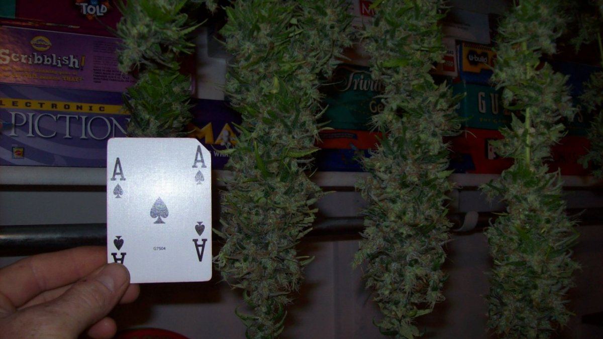 Christmas chop 012