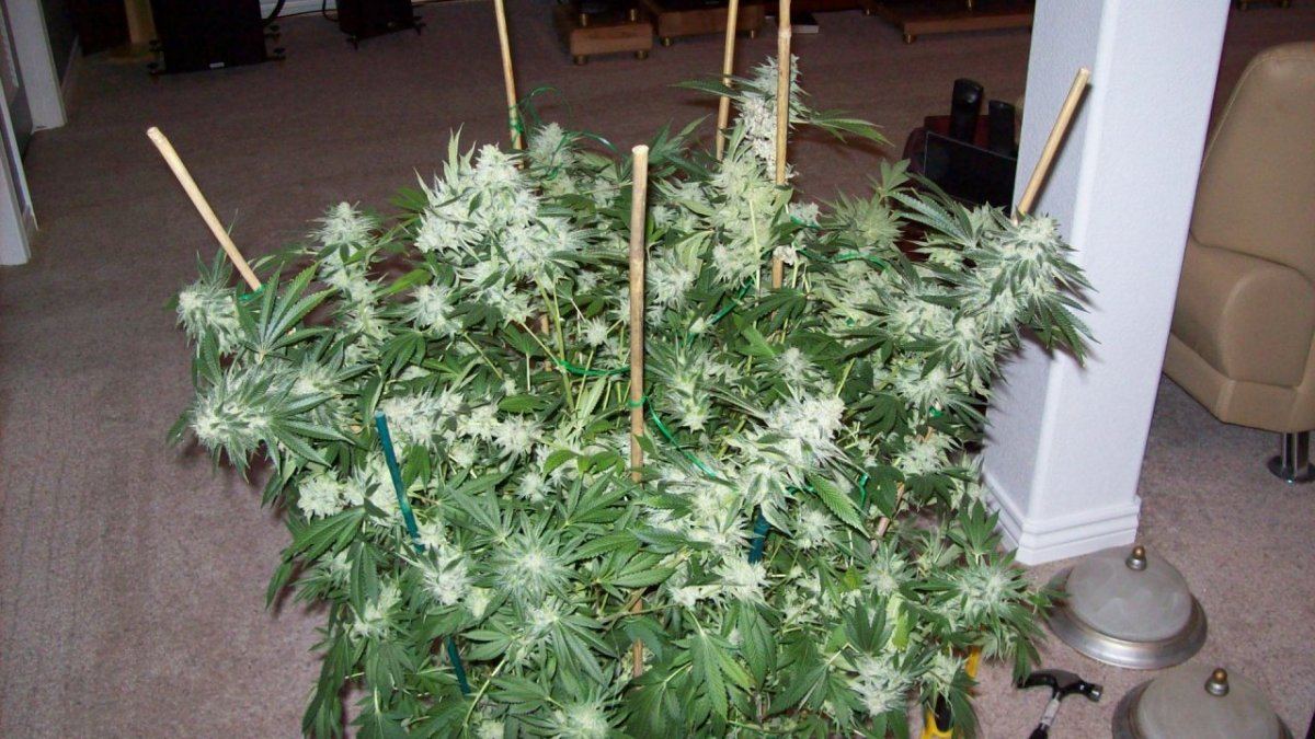 Christmas etc 009