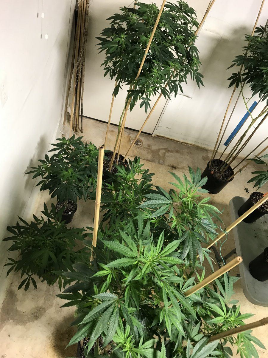 Christmas harvest 2021 going for broke 6