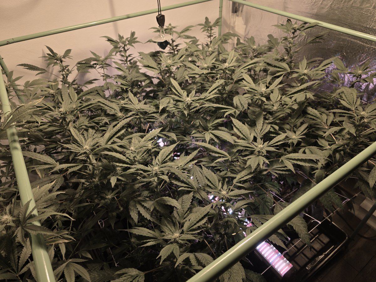 Chrome dome