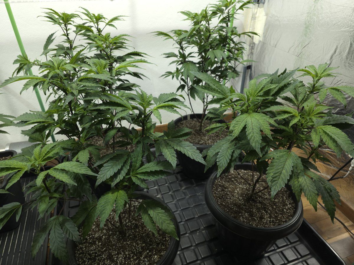 Chrome Dome Soda Sprite pheno