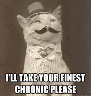 Chronic cat