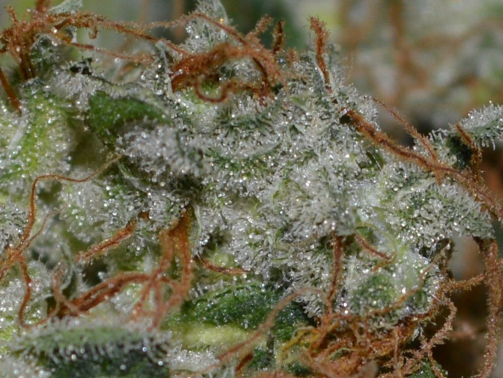 Chunkfrost2