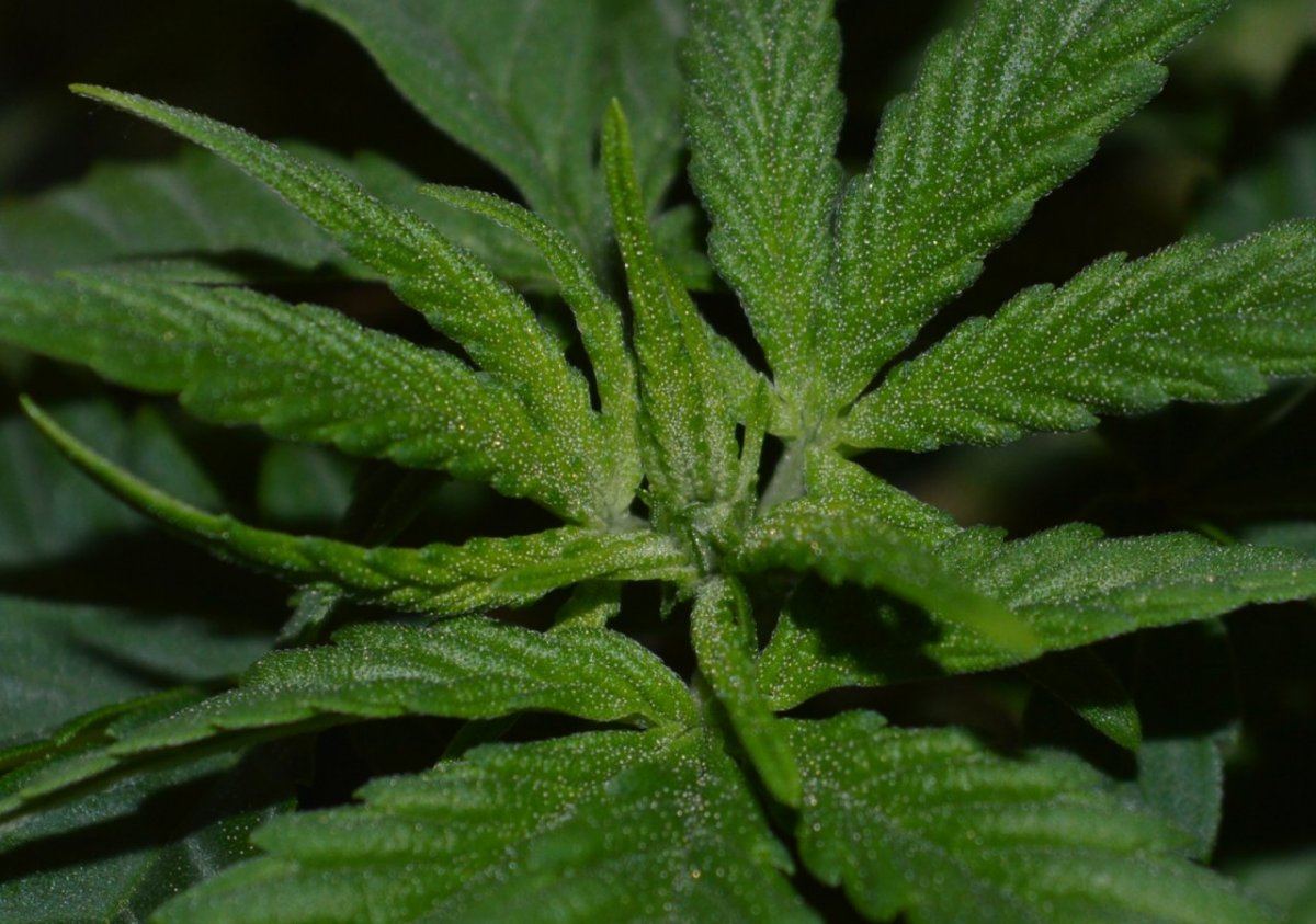 Chxch tri2