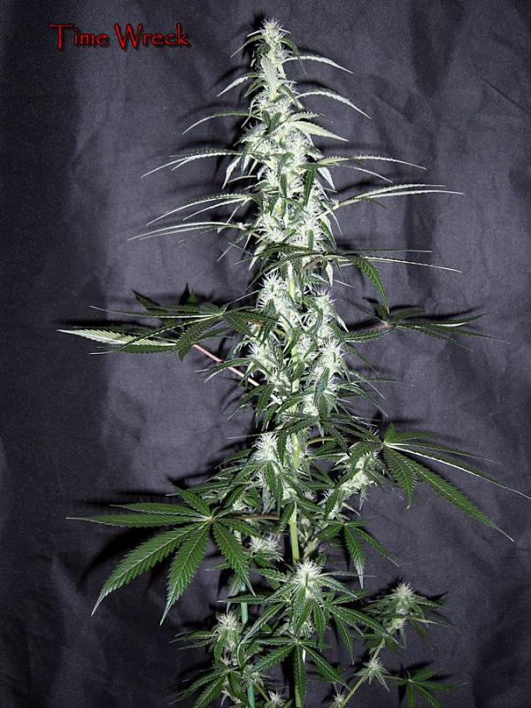 CIMG0005b