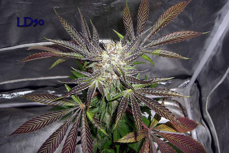 CIMG0023