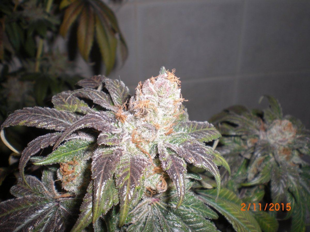CIMG1603