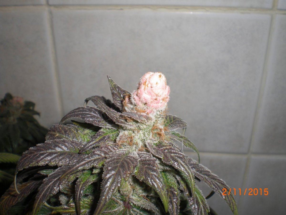 CIMG1604