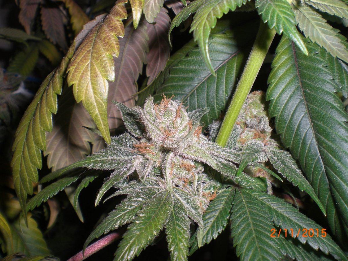 CIMG1606