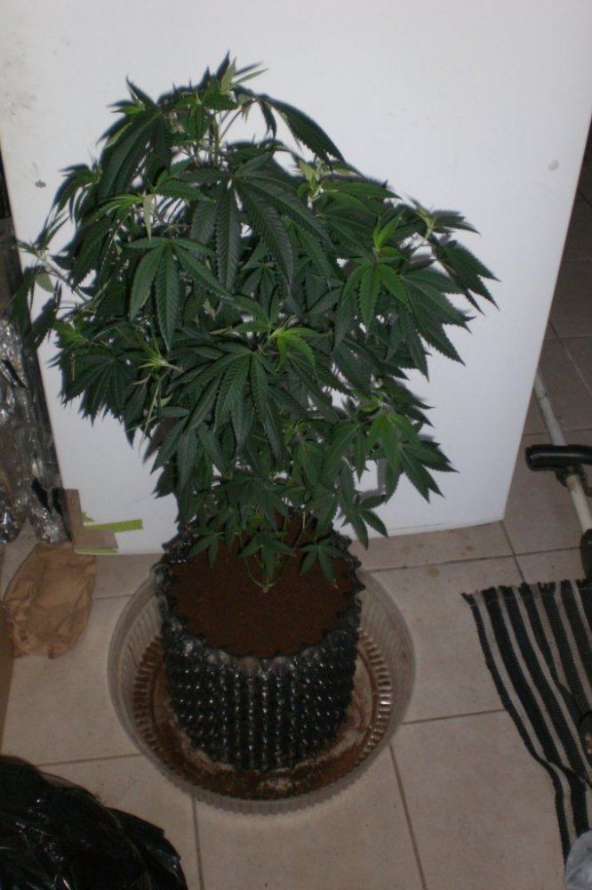 CIMG3607