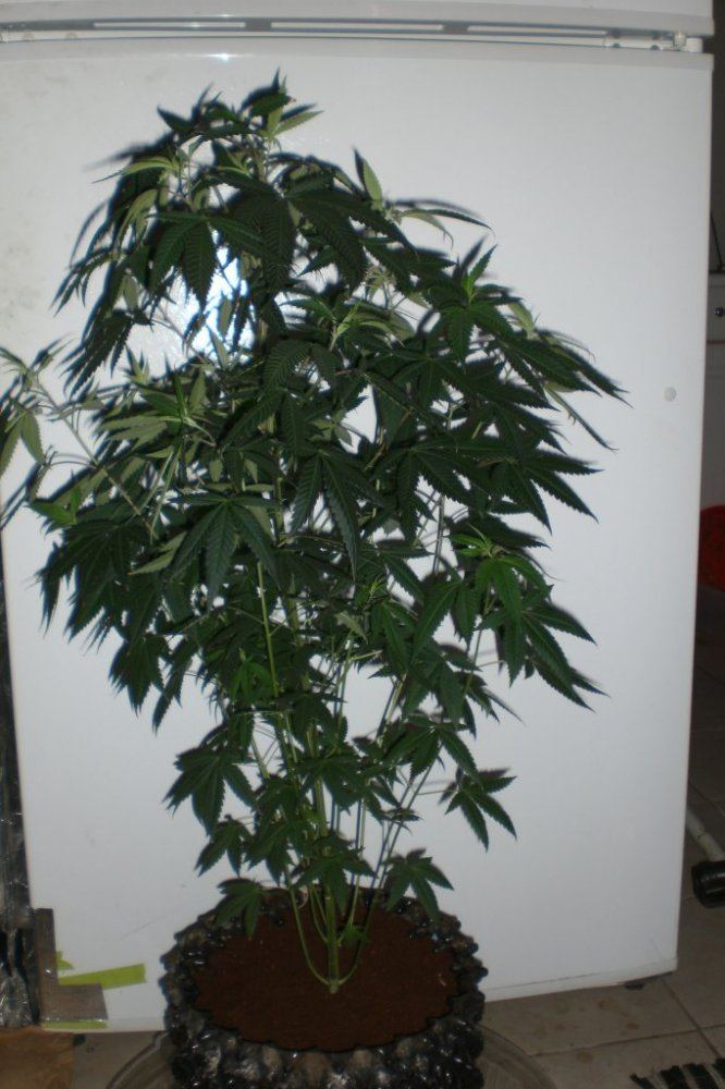 CIMG3608