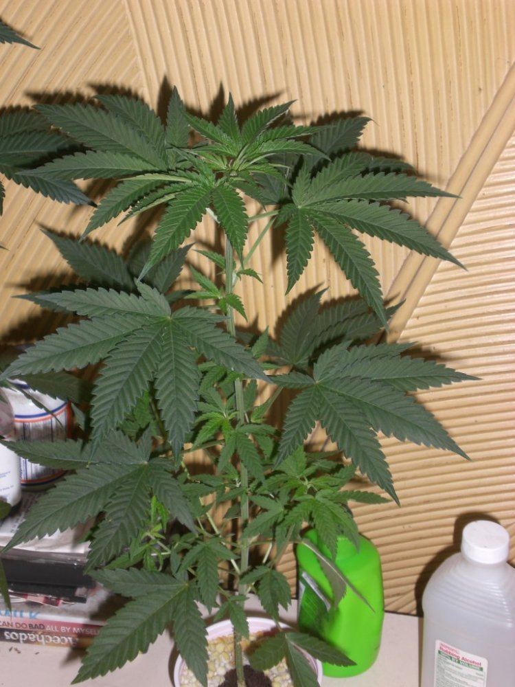CIMG4068