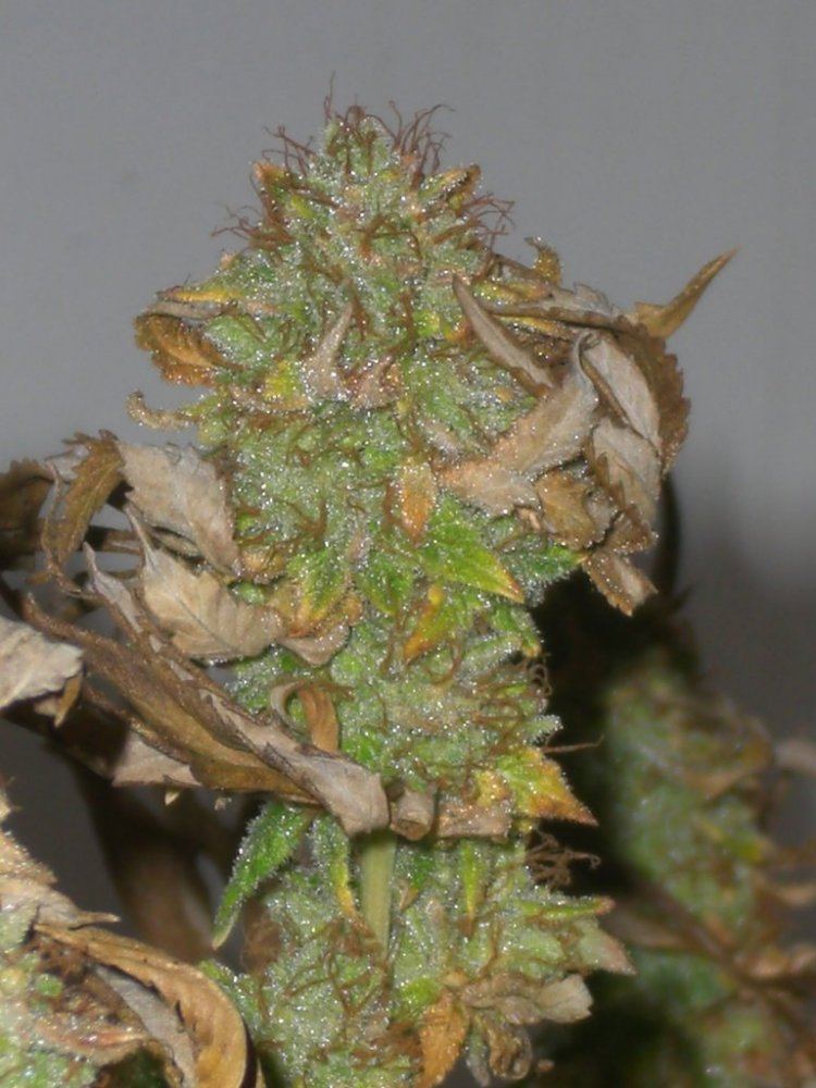 CIMG4145