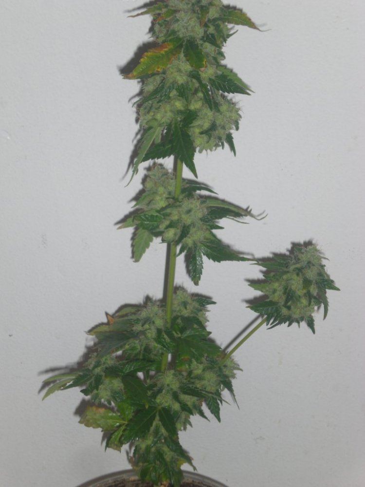 CIMG4199