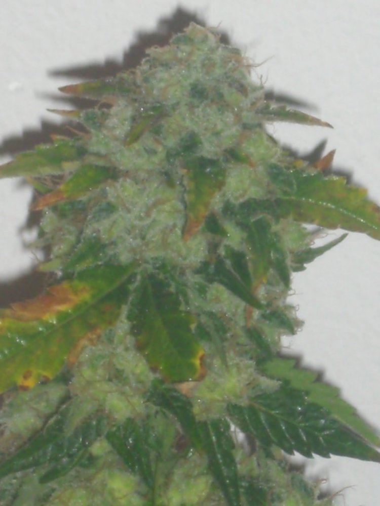 CIMG4202