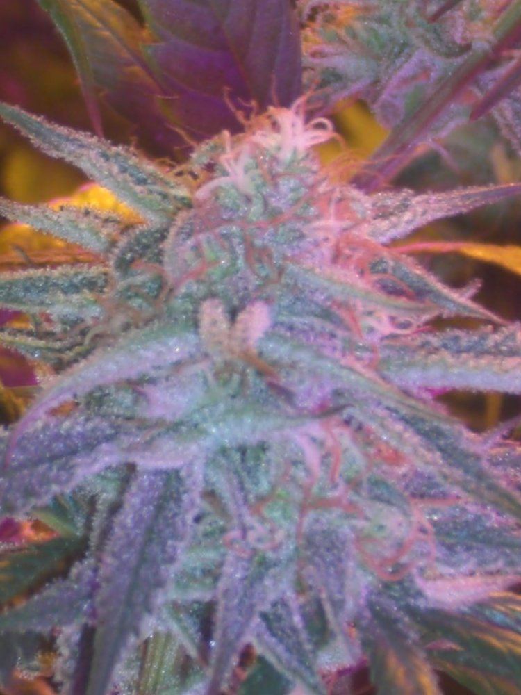 CIMG4207