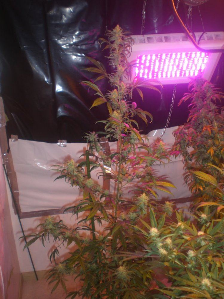 CIMG4208