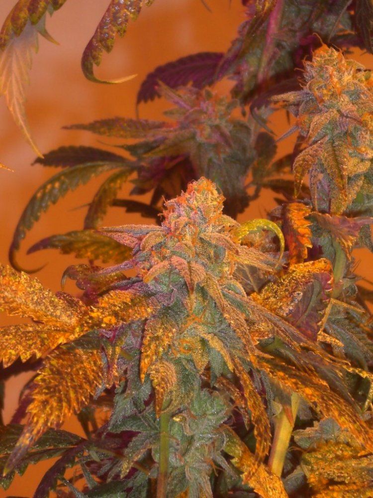 CIMG4216