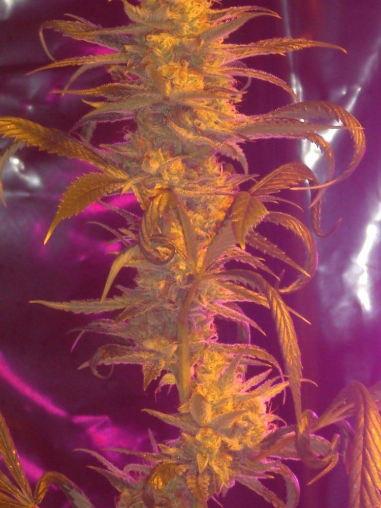CIMG4254