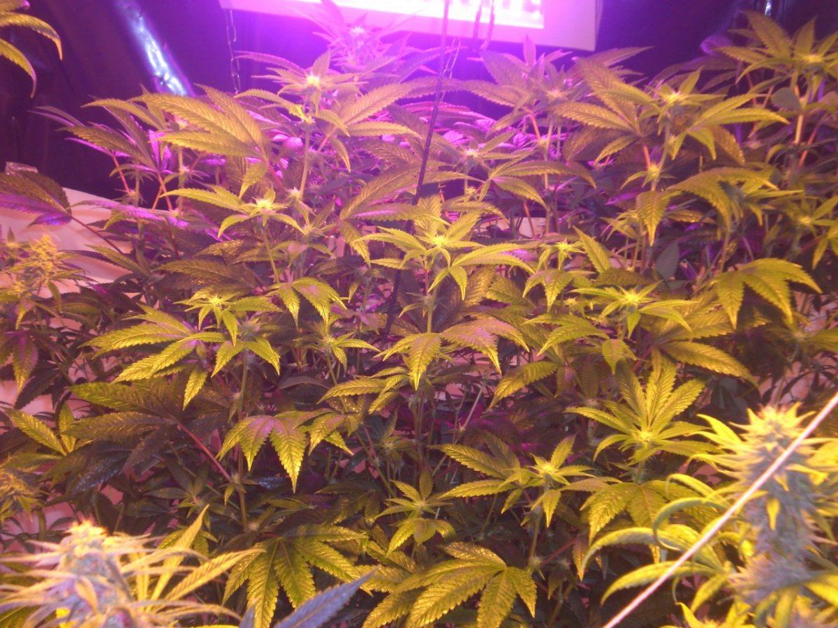 CIMG4283