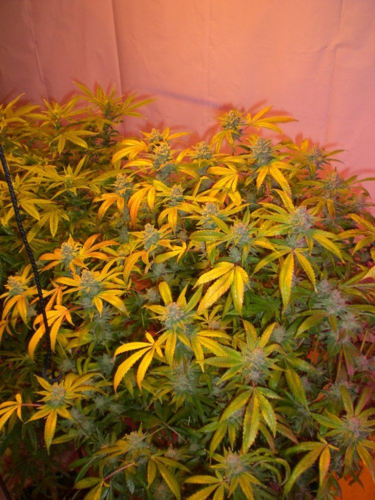 CIMG4403