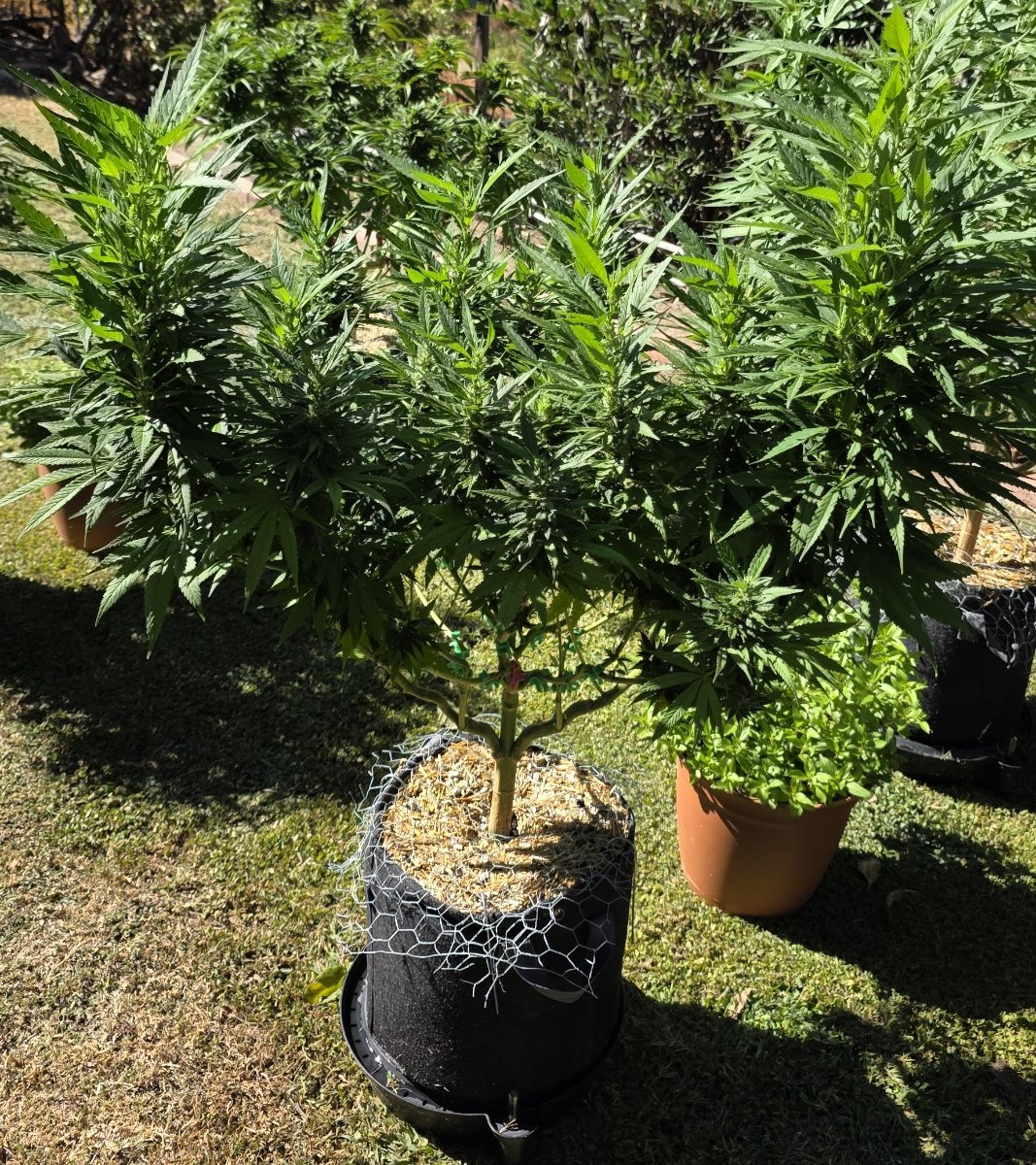 Cinderella x gg4