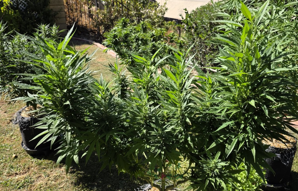 Cinderella x gg4 1
