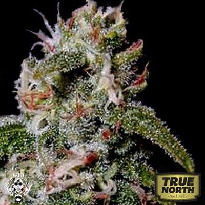 Cinderella99 g13 labs