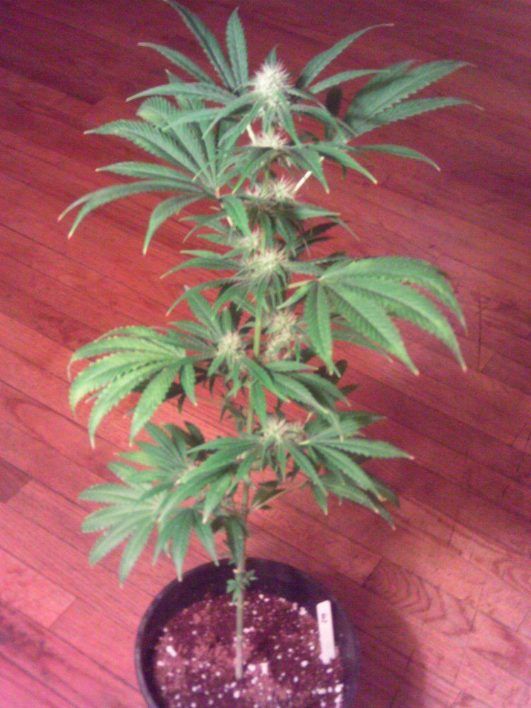 Cinderella994weeks