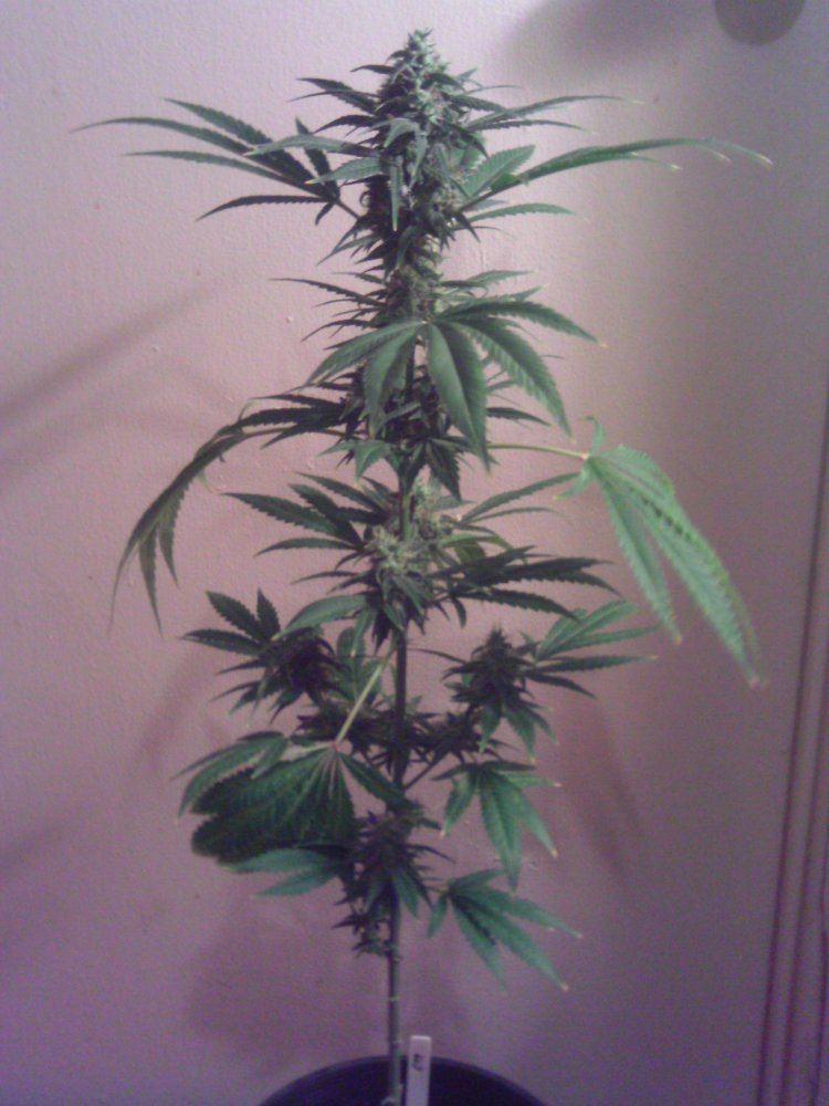Cinderella996weeks