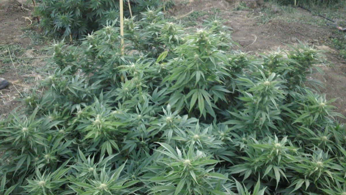 Cinex Blob low ground growth pattern