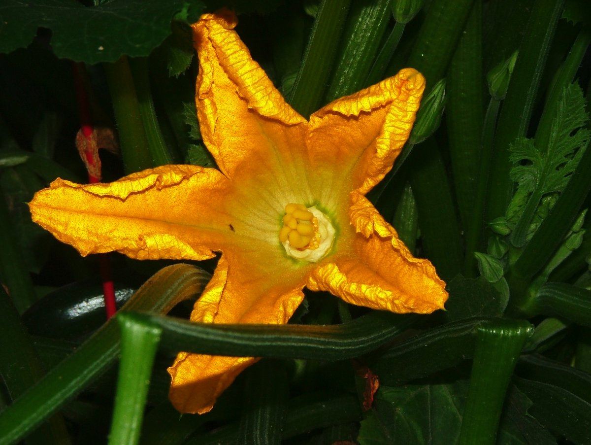 Cinni