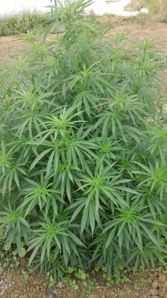 Cinx getting bigger